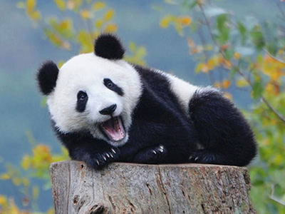 China Reise mit Pandabär Pflegung
